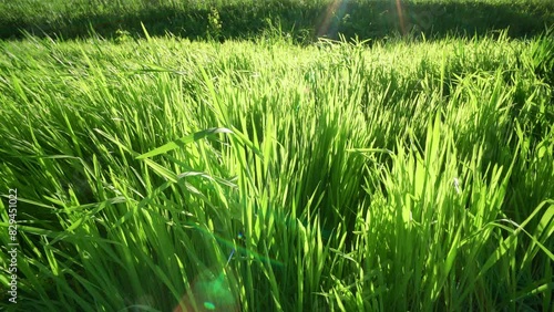 Green grass and sunlight as background, bright spring landscape on a sunny day
