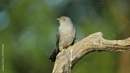 Common cuckoo on its favorite watchtower within a Mediterranean forest in its breeding territory with the last lights of a spring afternoon