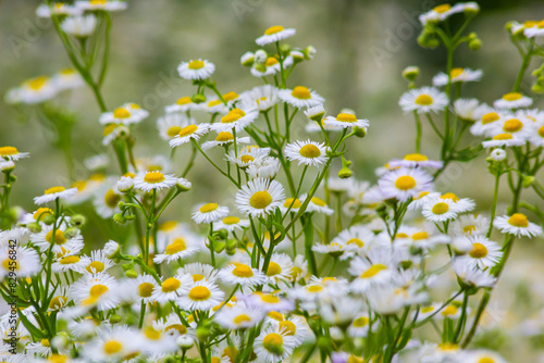 Erigeron annuus known as annual fleabane, daisy fleabane, or eastern daisy fleabane