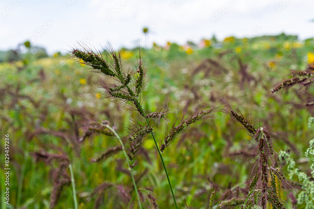 In the field, as weeds among the agricultural crops grow Echinochloa crus-galli