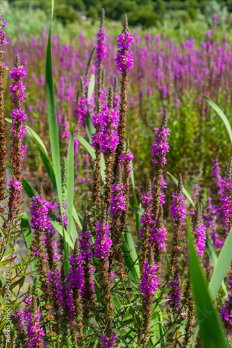 Purple loosestrife Lythrum salicaria inflorescence. Flower spike of plant in the family Lythraceae  associated with wet habitats