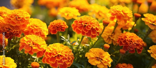 A vibrant display of summer blooming marigolds Tagetes erecta Mexican marigold Aztec marigold African marigold fills the garden adoring it with their sunny disposition The blossoms grace the landscap photo