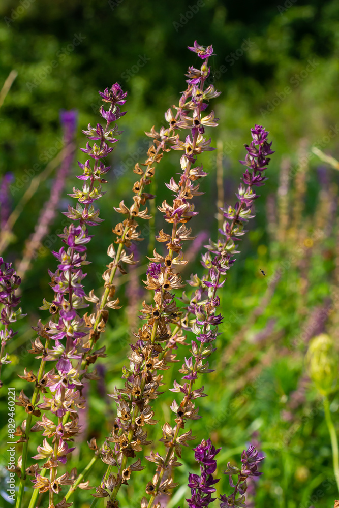 Obraz premium Deep violet-blue flowers, Salvia nemorosa Ostfriesland. Tall purple flower . Salvia, Nepeta. Balkan Clary - Salvia sylvestris