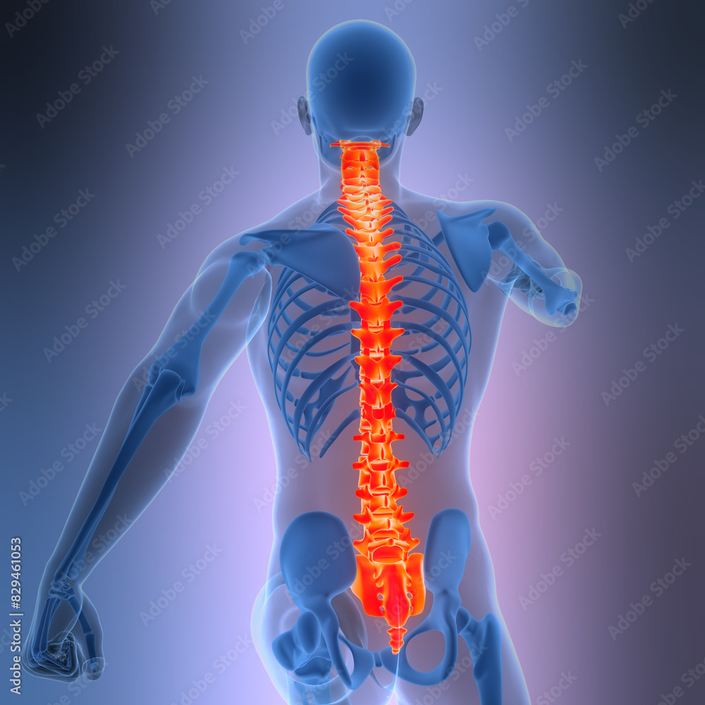 Spinal Cord Vertebral Column of Human Skeleton System Anatomy ...