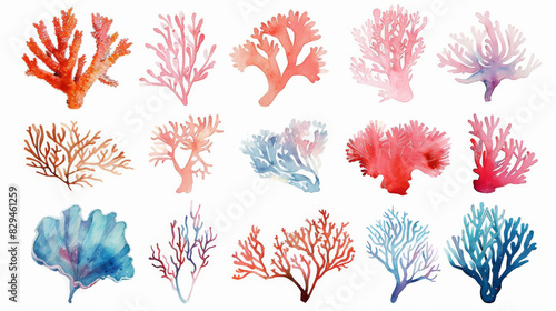 Fototapeta Naklejka Na Ścianę i Meble -  Watercolor drawings of various sea plants and corals reef