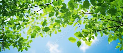 Looking up you ll see a stunning image of slender vibrant green branches against a backdrop of clear blue skies Don t miss the captivating copy space image