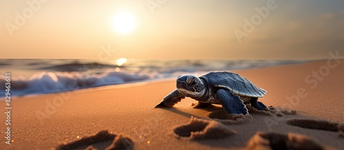 A determined Olive Ridley turtle hatchling crawls on the sandy beach its destination the vast ocean This copy space image beautifully symbolizes a child s journey towards a promising future photo