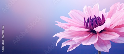 A vibrant flower in shades of pink and purple with ample copy space for additional content