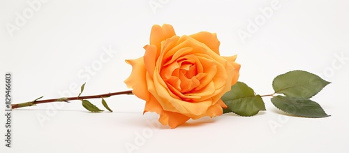 A beautifully cut outline of an orange colored old rose flower stands alone on a white background offering ample space for a copy frame or postcard It s perfect for adding decorative patterns or artw