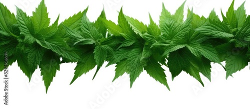 Copy space image of nettle leaf frame on a white background