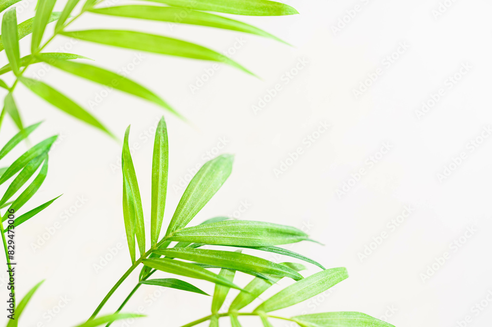 Fototapeta premium 観葉植物 テーブルヤシ