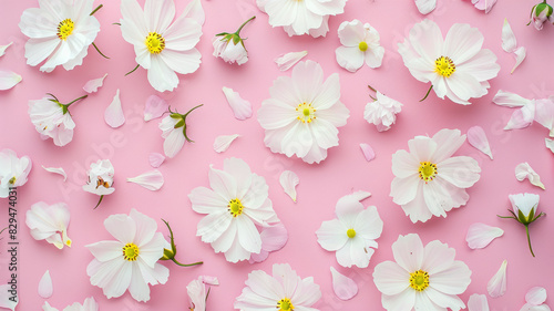 White Cosmos Flowers on Pink Pastel Background 