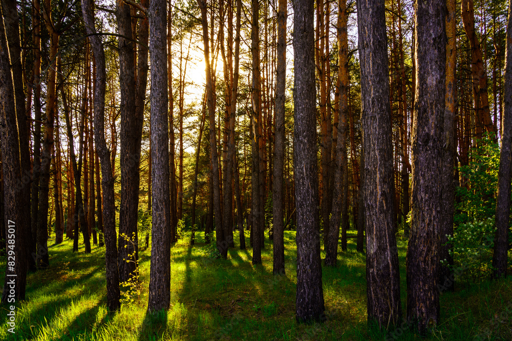 Sunbeams streaming through the pine trees and illuminating the young green foliage on the bushes in the pine forest in spring.