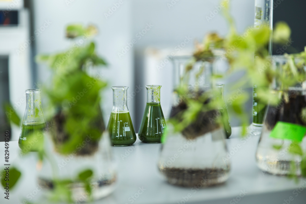 Erlenmeyer samples with spirulina algae solutions in laboratory Erlenmeyer samples with spirulina algae solutions in laboratory