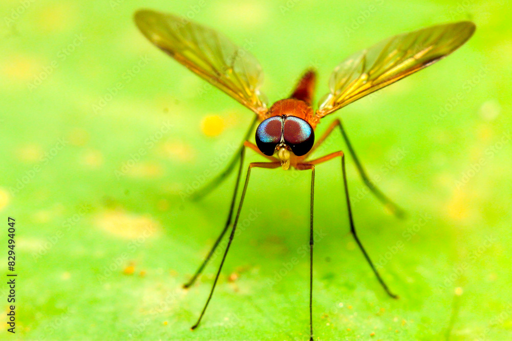 Fototapeta premium macro photo of dragonfly