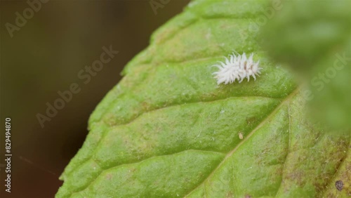Planococcus citri, commonly known as the citrus mealybug isolated video  on a green leaf, macro, top view photo