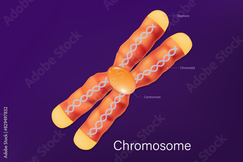 Structure of chromosome vector. Chromatid, Centromere and Telomere. Infographics for medical science and biotechnology. photo