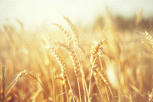 Golden Wheat Field with Rye  Harvest Concept on Sunny Day