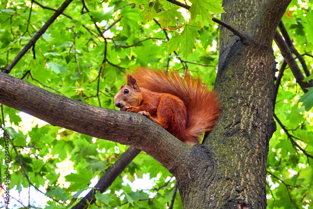 Red ginger cute squirrel sitting on a tree branch
