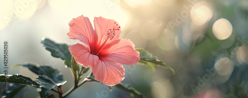 Delicate hibiscus flower illuminated by the warm glow of sunrise