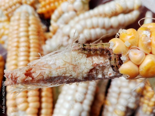 Caterpillar of European corn borer or high-flyer (Ostrinia nubilalis) on corn cob & grains. Moth of family Crambidae. Pest caterpillar of maize crop. Earworm or bollworm caterpillar eat fresh corn cob photo