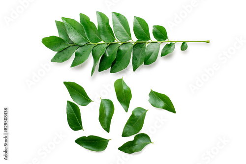 Fresh organic curry leaves ( Murraya koenigii ) isolated on white background, Fresh green curry leaves