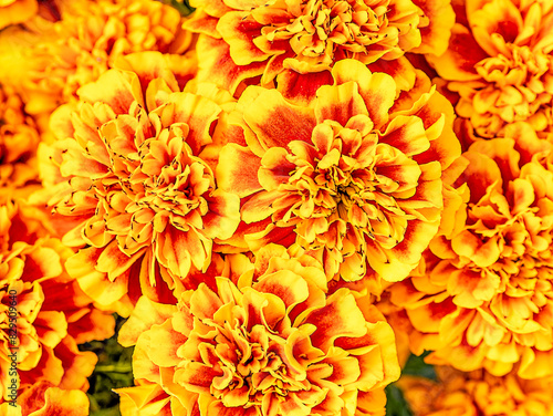 Orange marigold flowers top view closeup. Colorful  natural pattern.