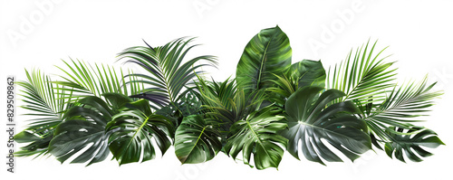 Tropical green leaf collection isolated on white