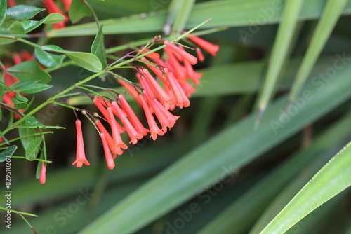 Russelia equisetiformis, commonly called coral plant, coral fountain or firecracker plant, is native to Mexico photo