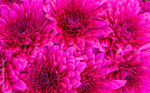 Vibrant purple chrysanthemums flowers bouquet top view closeup. Natural, colorful pattern.