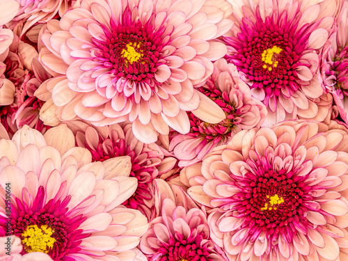 Vibrant purple and pink chrysanthemums flowers bouquet top view closeup. Natural, colorful pattern.