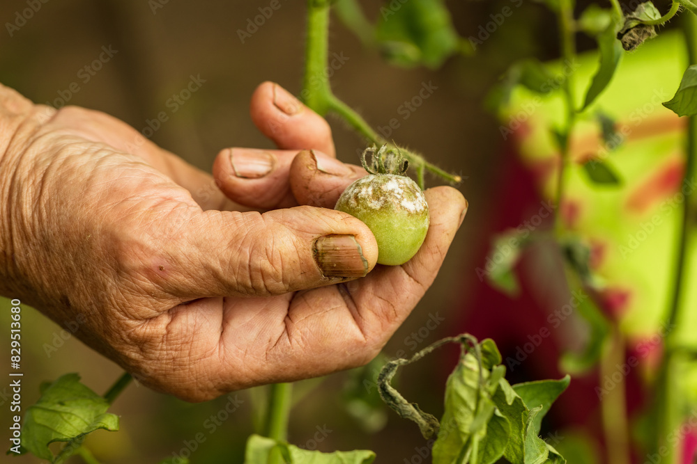 sick and rotten tomato, hand holding a tomato, harvest in a warm vegetable garden, moldy vegetable, green tomatoe sick and rotten tomato, hand holding a tomato, harvest in a warm vegetable garden, moldy vegetable, green tomatoe