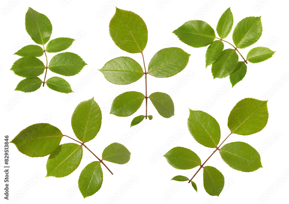 Fototapeta premium Rose leaves isolated on white background