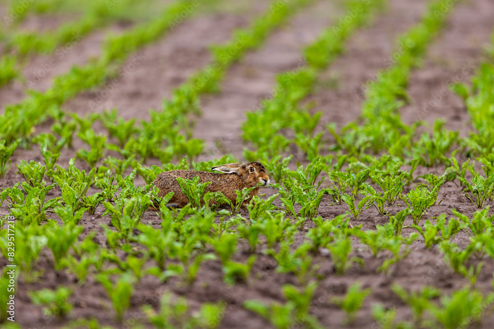 A European Hare in the wild A European Hare in the wild