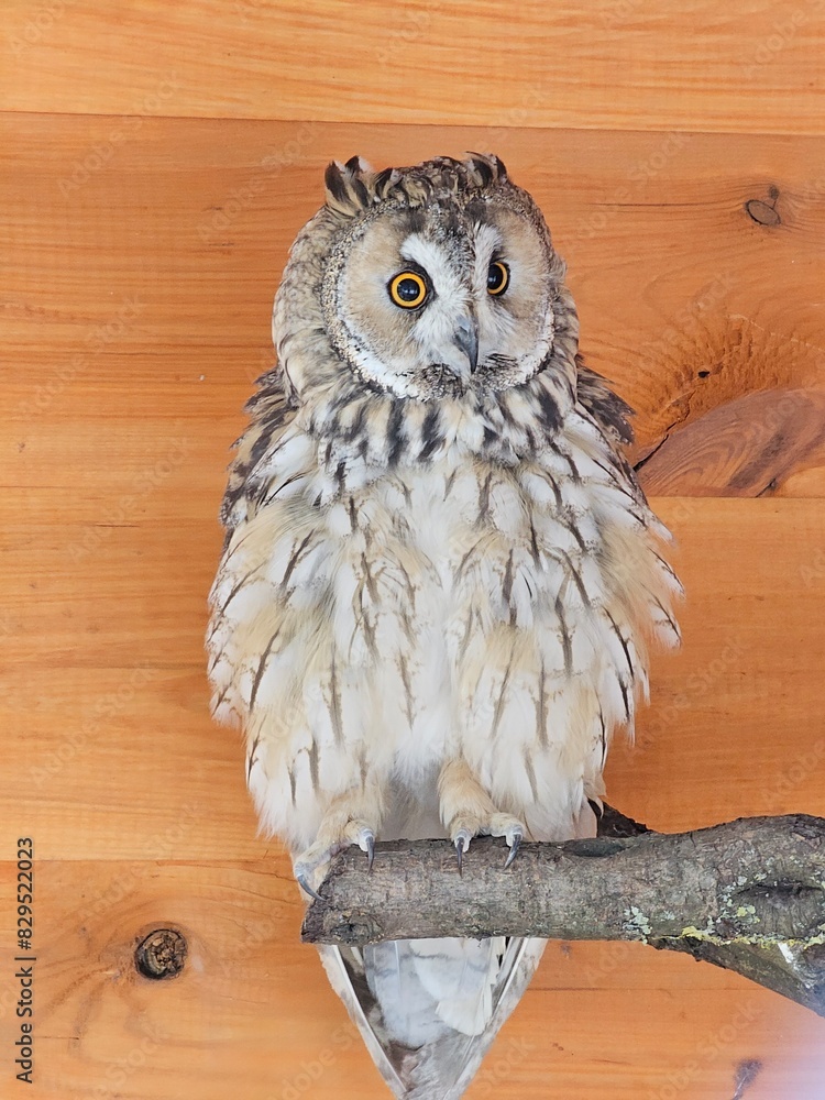 Obraz premium great horned owl