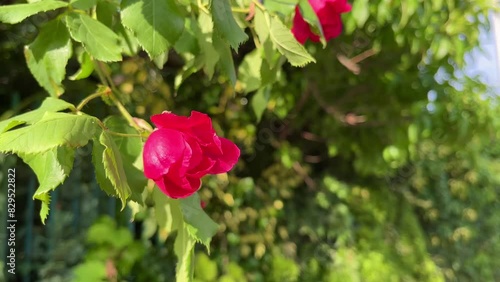 video of a vibrant fuchsia bush flower, similar to a rose or rosehip, swaying in the wind under the bright sun, isolated from a bright green blurry background, showing the beauty of nature's flowers b photo