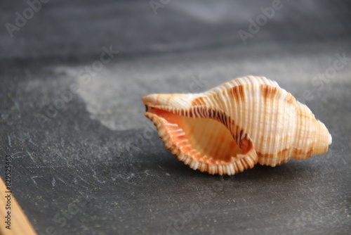 Summer background. Shell on wooden background with copy space.