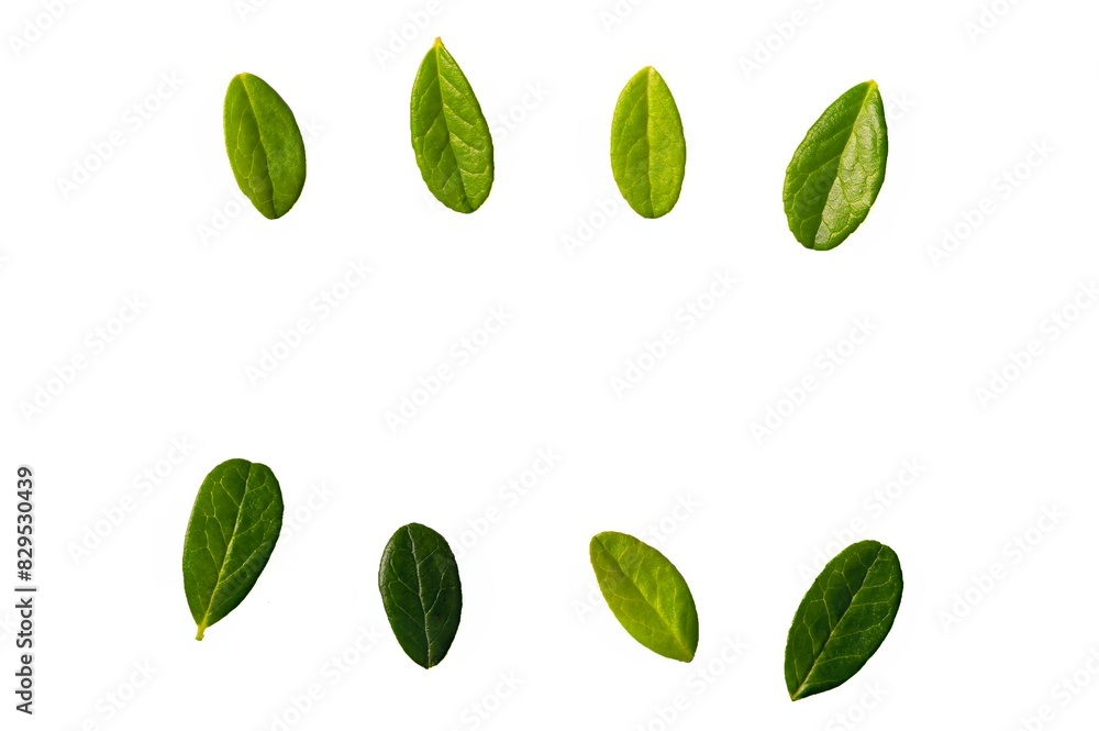 Green leaves, small green foliage on twig isolated on white background. Large Gallberry leaves Green leaves, small green foliage on twig isolated on white background. Large Gallberry leaves