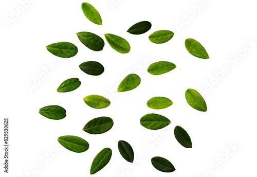 Green leaves, small green foliage on twig isolated on white background. Large Gallberry leaves