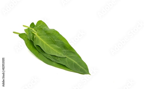 Organic Water Spinach or Ipomoea Aquatica Heap Isolate on White Background with Copy Space