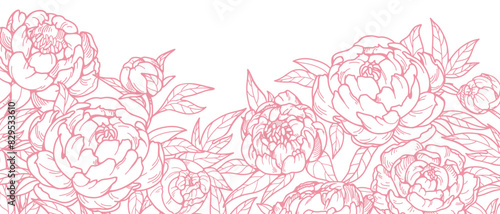 Flower blooms, outlined contoured drawing. Floral card, etched blossoms. Peonies in vintage retro style. Botanical design. Detailed sketchy garden plants. Natural hand-drawn vector illustration