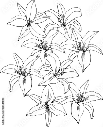 Black and white flower bouquet composition. Floral line art, hand drawn illustration svg, wildflowers (ID: 829536808)