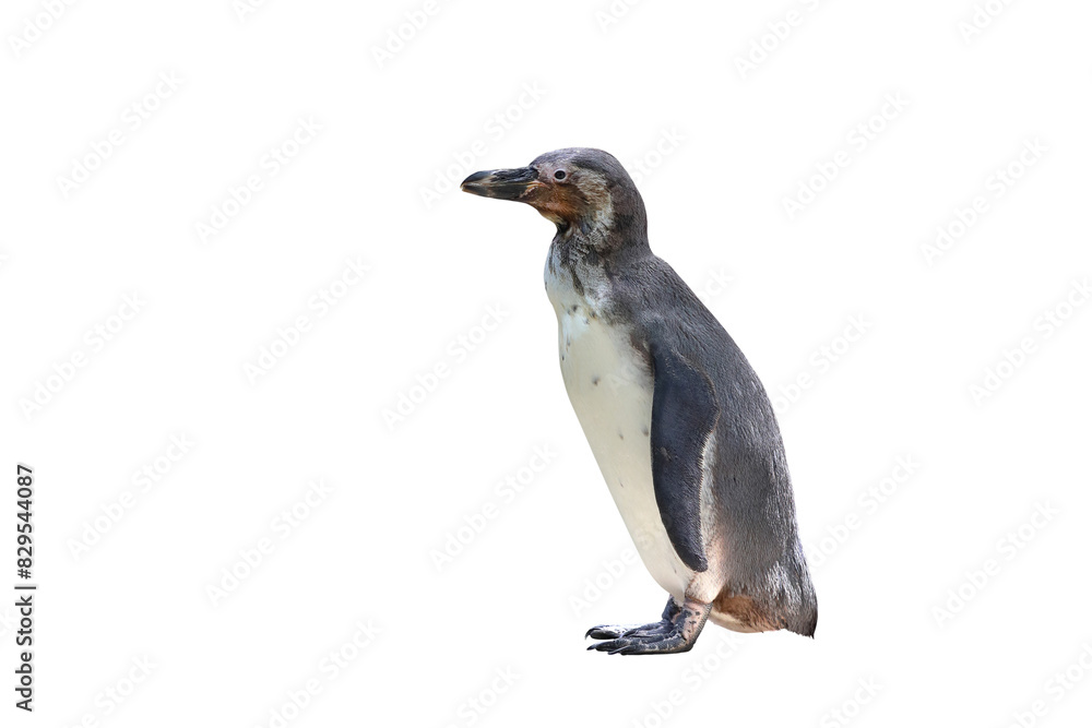 Obraz premium Penguin isolated on transparent background png file