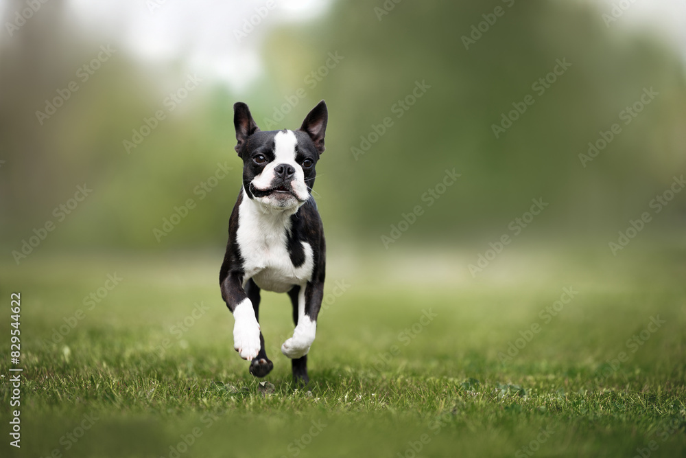 happy boston terrier dog running on green grass outdoors in summer