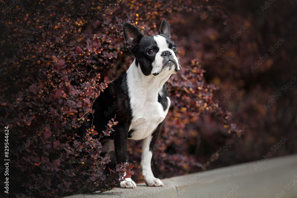 cute boston terrier dog standing outdoors in dark red bushes