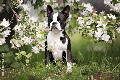 boston terrier dog posing under a blooming apple tree in spring