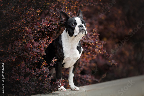 cute boston terrier dog standing outdoors in dark red bushes