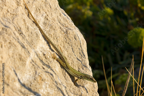 green lizard sitting on a rock. Close-up of a lizard
