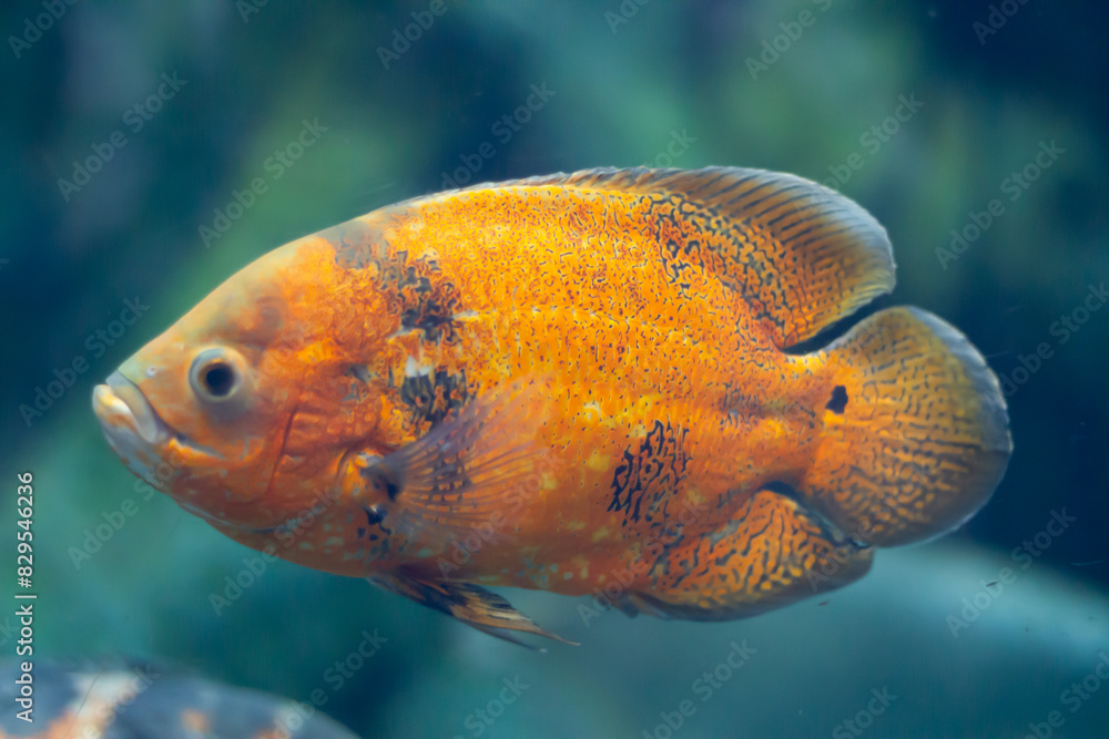 Oscar (Astronotus ocellatus) fish swimming underwater in an aquarium