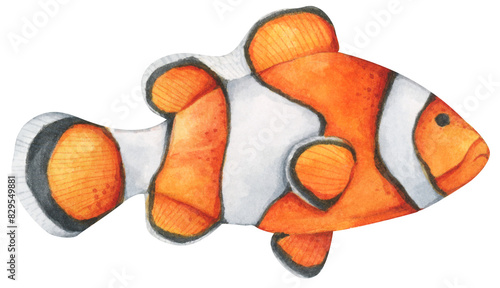 Photography Colorful tropical fish